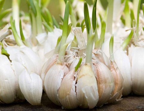 GARLIC