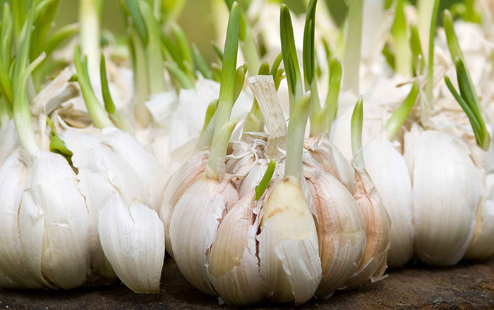 GARLIC