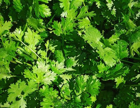 CORIANDER