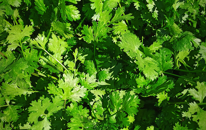 CORIANDER