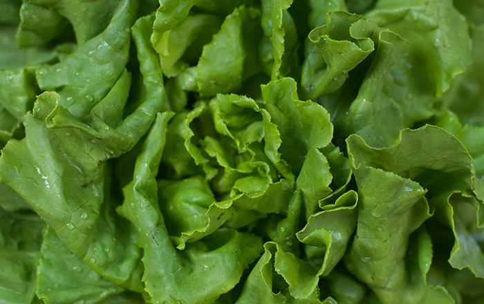 ROMAINE LETTUCE