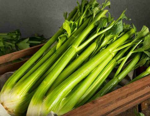 GREEN LEAF CELERY