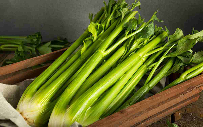 GREEN LEAF CELERY