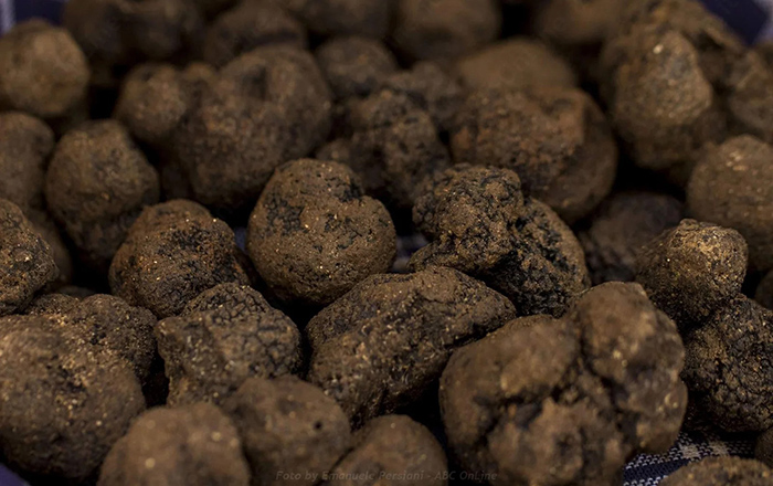 BLACK TRUFFLE