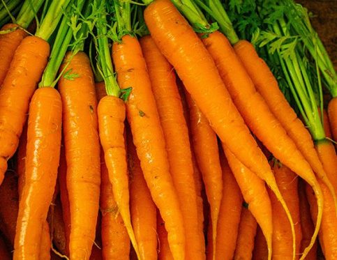 CARROTS