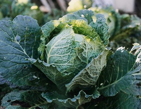 SAVOY CABBAGE