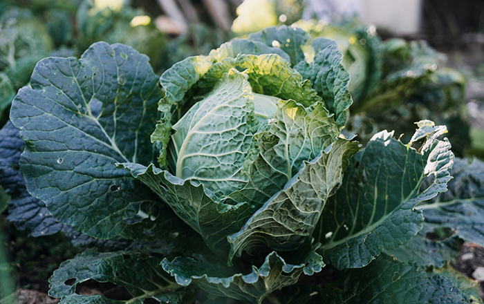 SAVOY CABBAGE