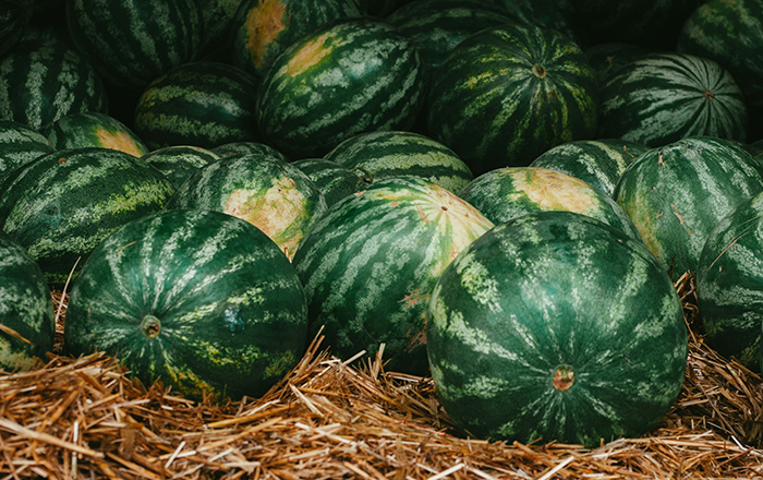 SEEDLESS WATERMELON (Apirene)