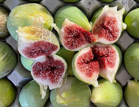 FIGS