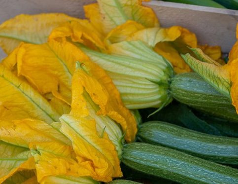 ZUCCHINI BLOSSOMS AND SQUASH BLOSSOMS