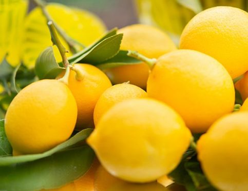 LIMONES, CIDRAS Y BERGAMOTAS