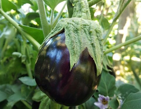 EGGPLANT