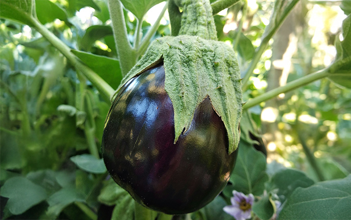 EGGPLANT