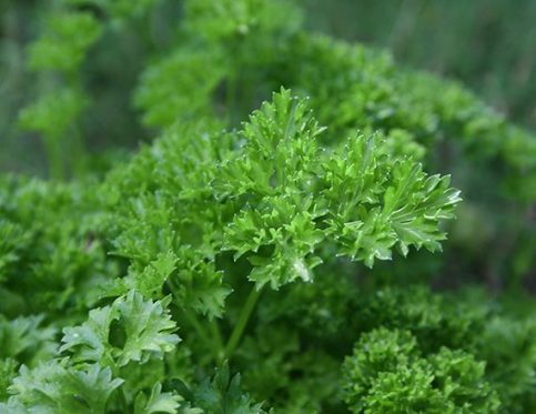 PARSLEY