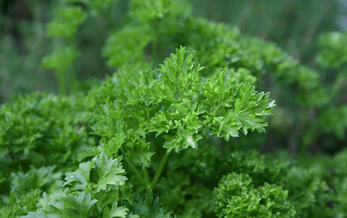 PARSLEY