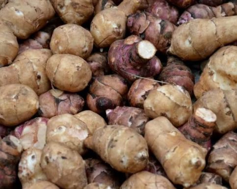 JERUSALEM ARTICHOKE